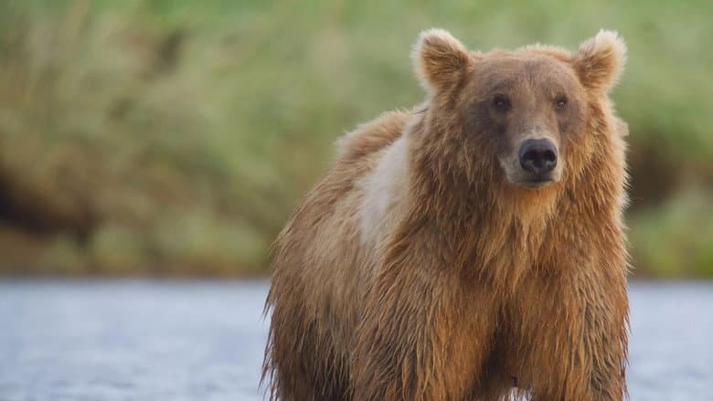 Alaska's Giant Bears still