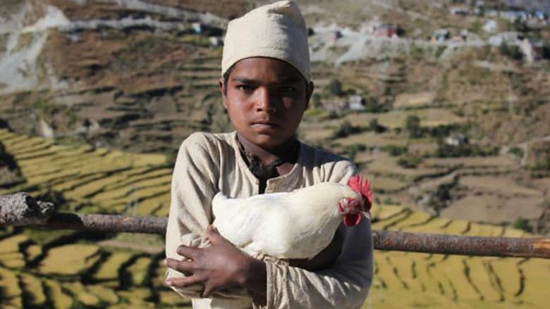 The Black Hen still