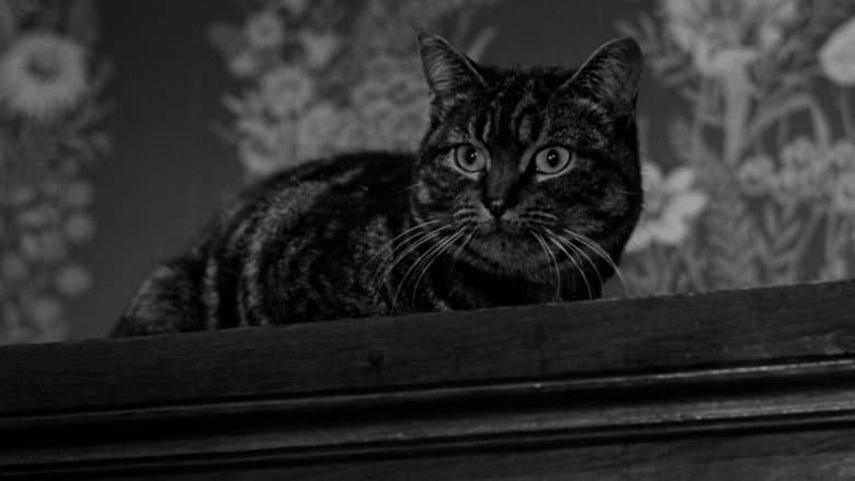 The Shadow of the Cat still