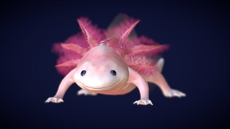 Axolotl, la salamandre miraculeuse still