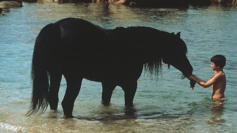 The Black Stallion still
