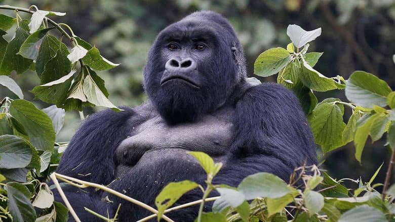 Mountain Gorilla still
