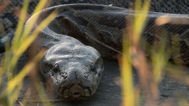 Queen of the Pythons still
