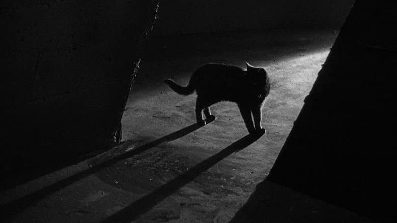The Black Cat still
