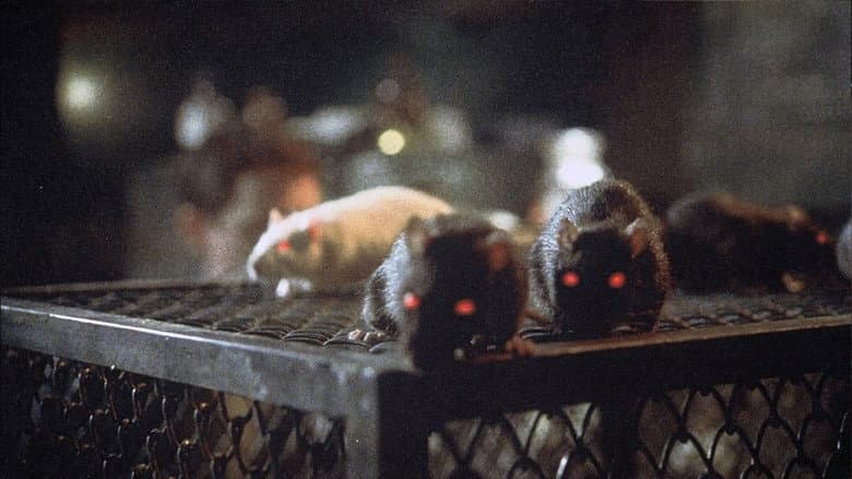 Rats still