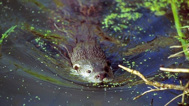 The Otter's Trail still