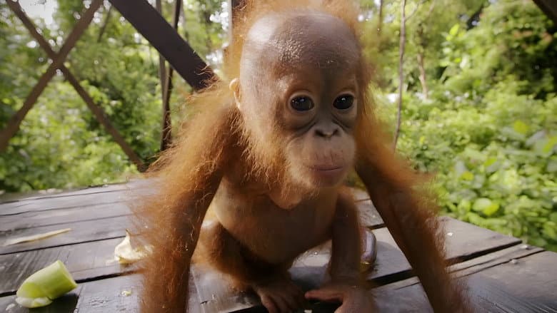 Red Ape: Saving the Orangutan still