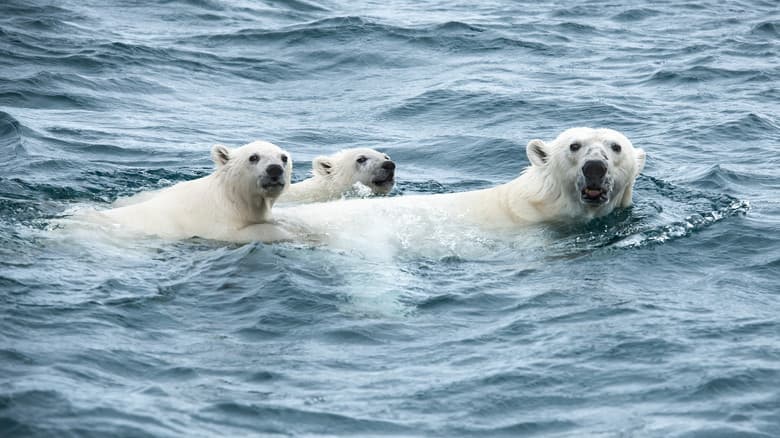 Under Thin Ice still