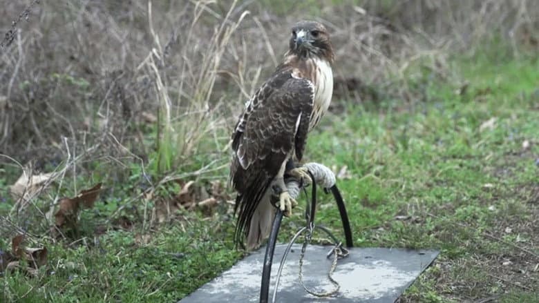 The Falconer still