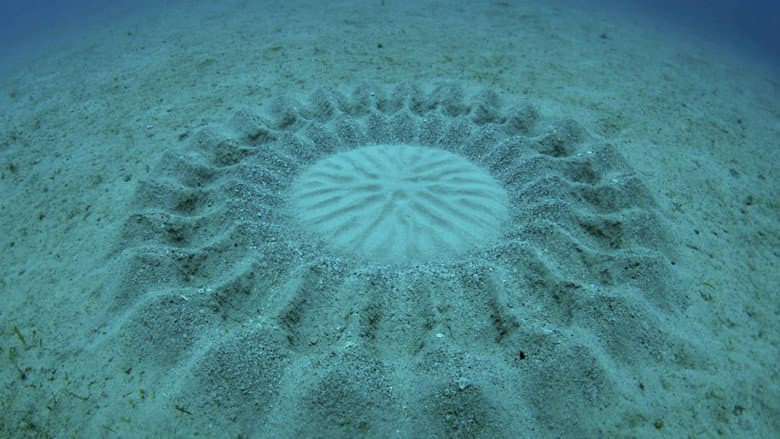 The Mystery of the Med Rings still