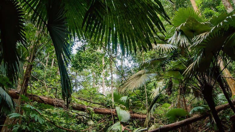 Secret Life of the Rainforest still