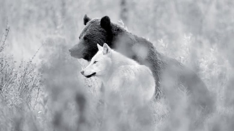 Une année parmi les loups still