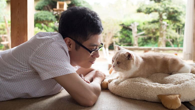 Neko Atsume House still
