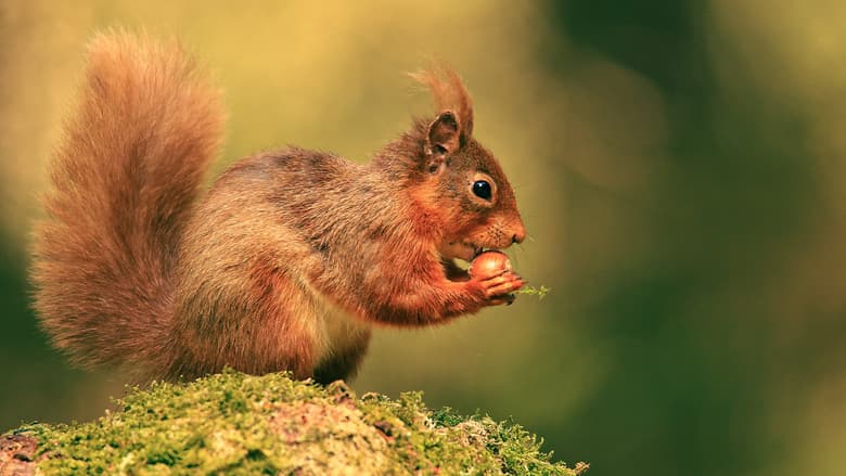 Cumbrian Red: Saving Our Red Squirrels still