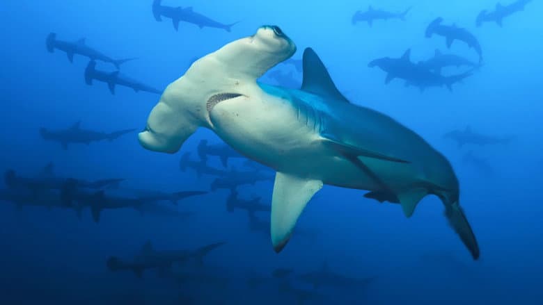 Sharkcano: Hawaii still
