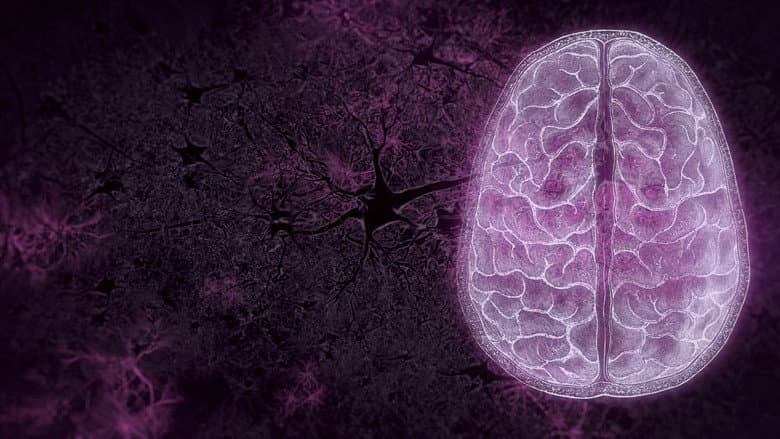 Your Brain still