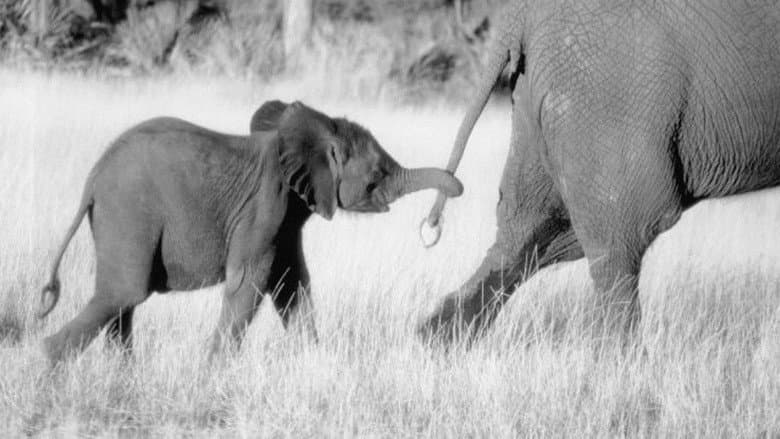 Whispers: An Elephant's Tale still