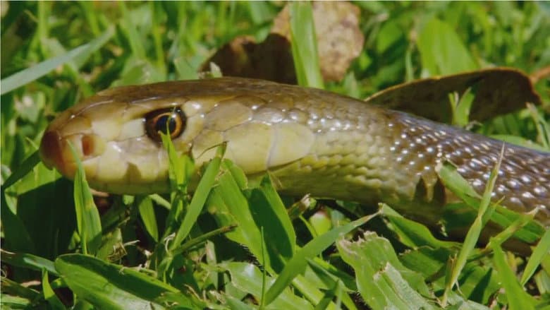 Snake Island: Wild & Deadly still