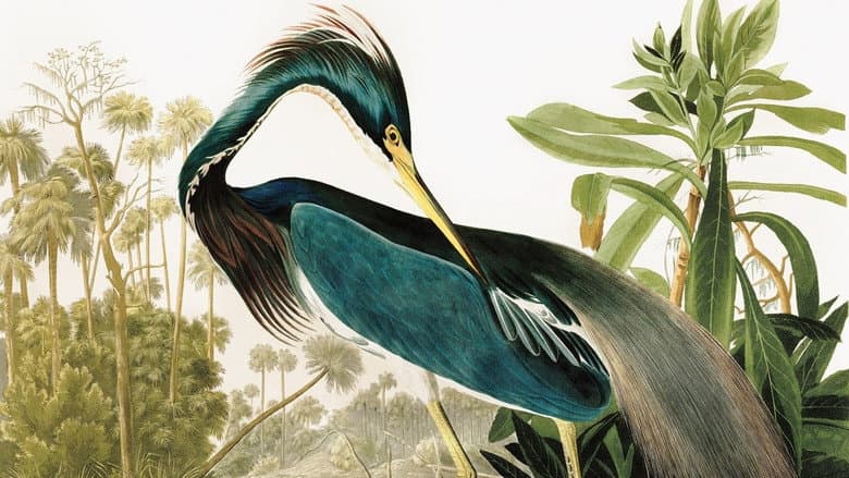 Birds of America still