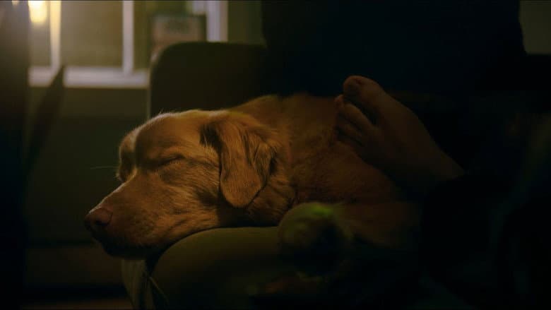 Good Boy still