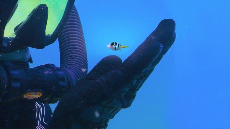Puff: Wonders of the Reef still