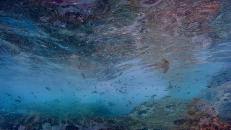 Life in the Blue still