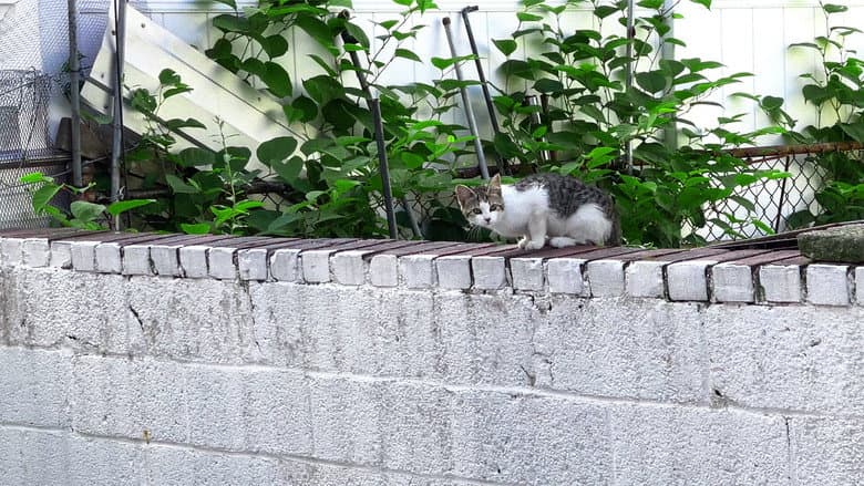 New York Cat Crisis still