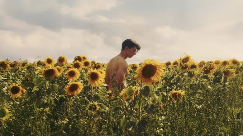 Sunflower still