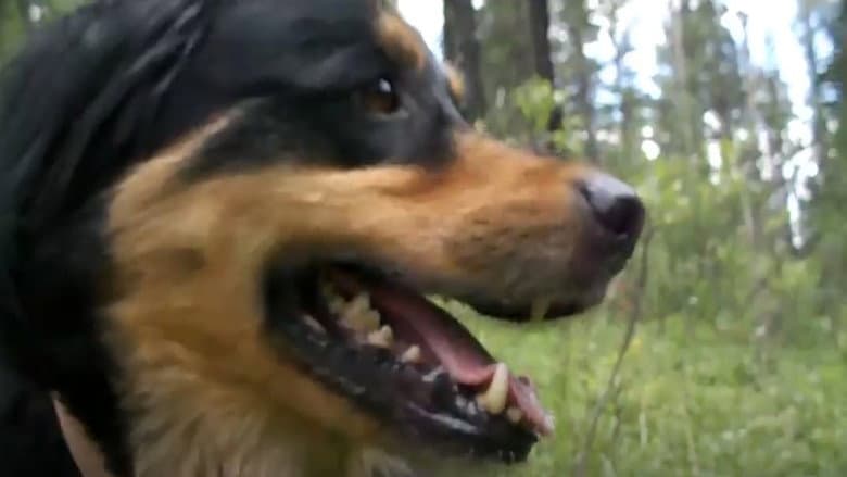 Summer of Dog still