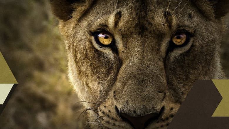 Malika the Lion Queen still