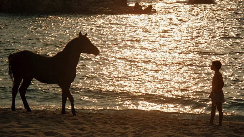 The Black Stallion still