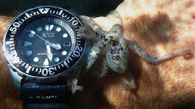 My Octopus Teacher still