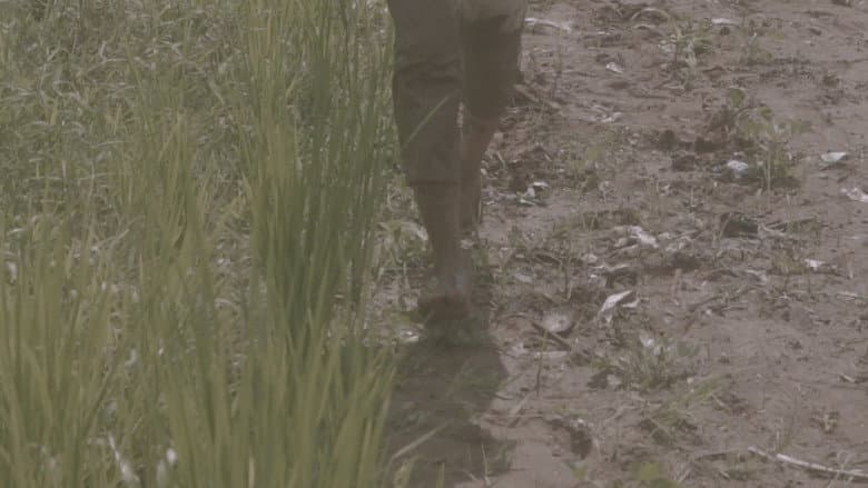 Kite still