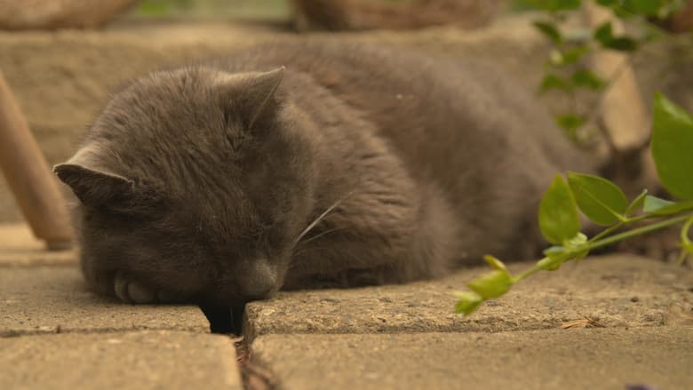 Wilde Miezen - Katzen allein unterwegs still