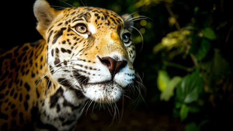 Big Cats still