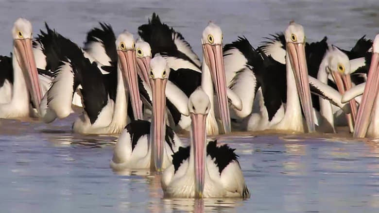 Die Reise der Pelikane - Australiens Outback-Wunder still