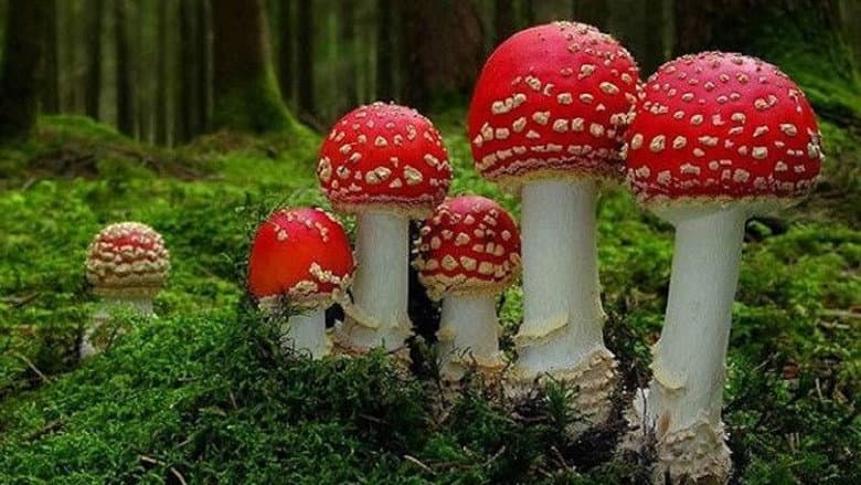 Fantastic Fungi still