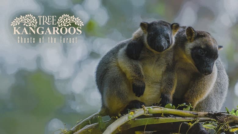 Tree Kangaroos: Ghosts of the Forest still