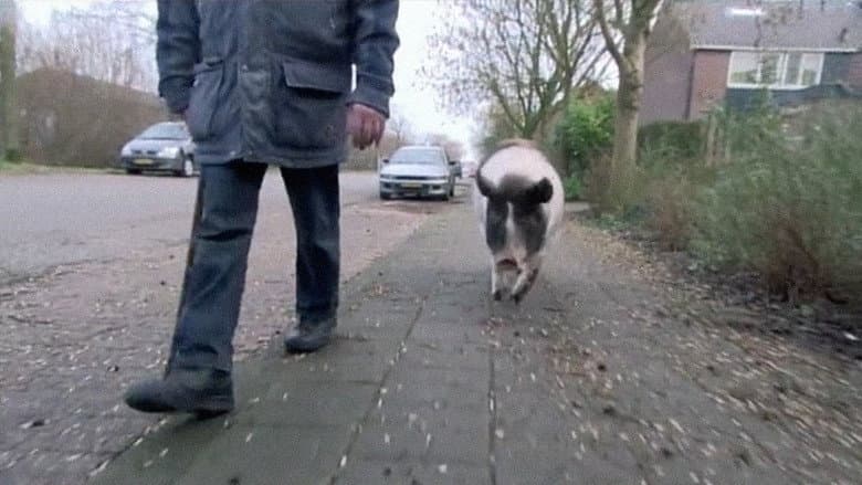 Divine Pig still
