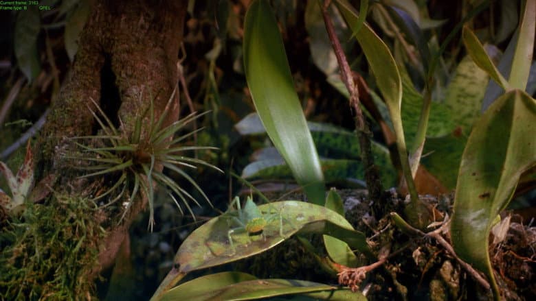 Tropical Rainforest still