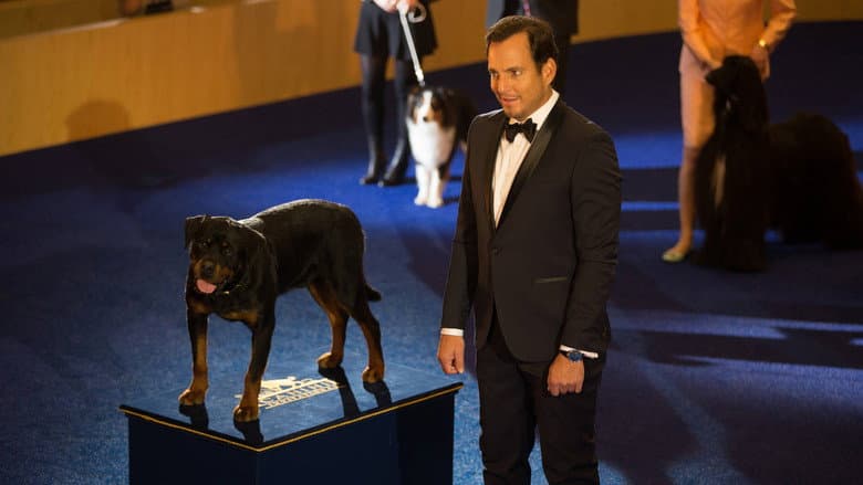 Show Dogs still