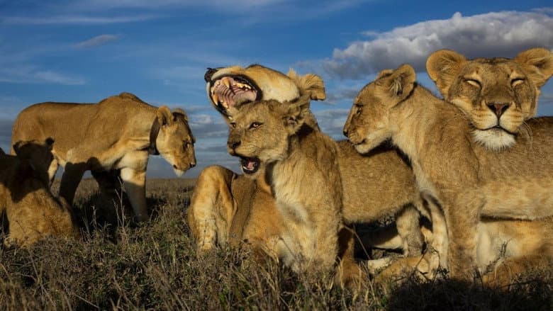 Lion Gangland still