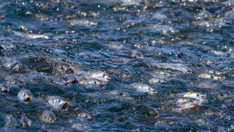 The Biggest Little Fish You've Never Seen still