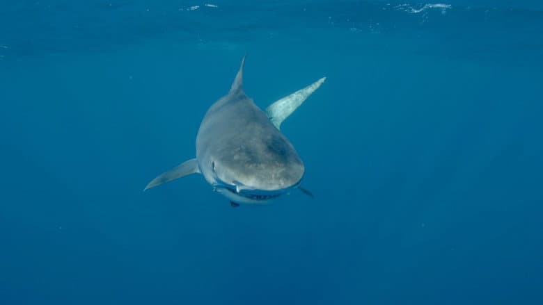 Sharkwater Extinction still