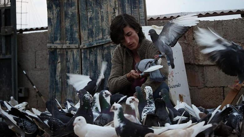 The Pigeon still