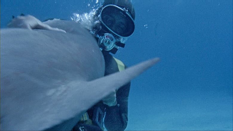 Shark still