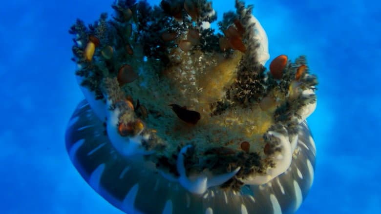 Wonders of the Sea still