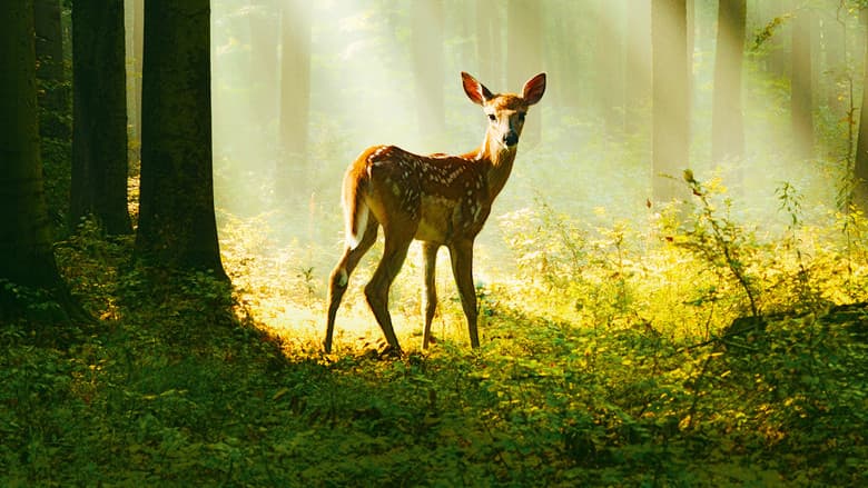 Bambi: A Tale of Life in the Woods still