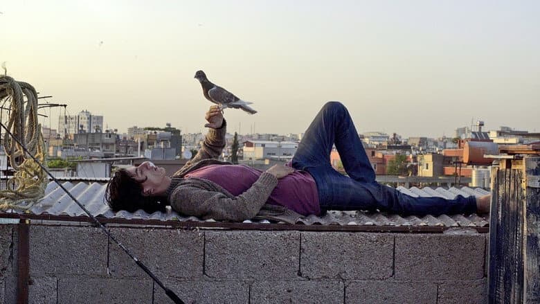The Pigeon still
