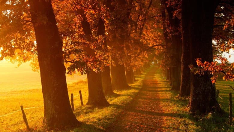 Voir l'automne, une saison en France still